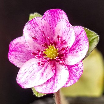 雪割草標準花-山野草・宿根草・高山植物販売専門店岩崎園芸ネットストア