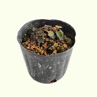 ヤクシマユキノシタ- 山野草・高山植物の通信販売店｜岩崎園芸ネットストア