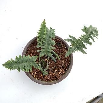 ★送無！新品！「アブラカダブラ」+「ガラスの植物園」 floresta fabrica Exhibition -鈴木努 鈴木亜以 ガラス作品展