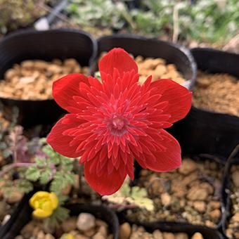 アネモネ コロナリアフローラプレノ- 山野草・高山植物の通信販売店