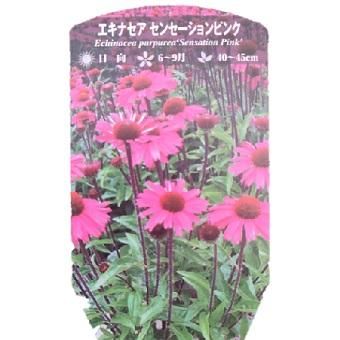 エキナセア「センセーション ピンク」-北海道の山野草・宿根草・高山