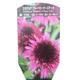 種子 同梱無料 エキナセア ブルーベリーチーズケーキ ❇️限定出品❇️エキナセア ブルーベリーチーズケーキ 【種