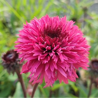 エキナセア「ブラックベリートリュフ」-北海道の山野草・宿根草・高山