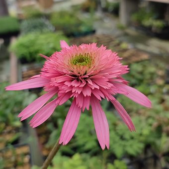 エキナセア「サザンベル」-北海道の山野草・宿根草・高山植物販売専門店岩崎園芸ネットストア