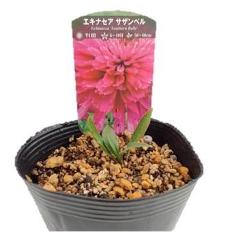 エキナセア「サザンベル」-北海道の山野草・宿根草・高山植物