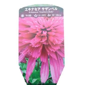 エキナセア「サザンベル」-北海道の山野草・宿根草・高山植物