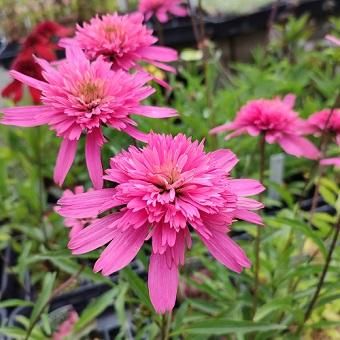 エキナセア苗4品種　ラベル付き エキナセア「ミニベル」-北海道の山野草・宿根草・高山植物販売専門店