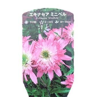 エキナセア「ミニベル」-北海道の山野草・宿根草・高山植物販売専門店
