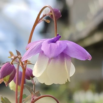 八重咲き風鈴オダマキ２色かさね - 山野草・高山植物の通信販売店｜岩崎園芸ネットストア