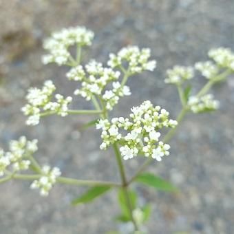 トコシエコウの花畑 こんにちは!! しらこばと水上公園です😀 低木のツツジが咲いてき