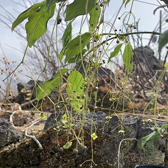 風鈴ツリバナ-北海道の山野草・宿根草・高山植物販売専門店岩崎園芸ネットストア