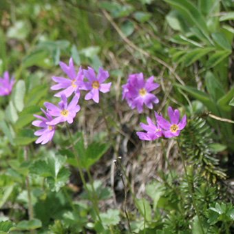 コレクション 山野草 エゾツクモグサ 芦別岳 超希少 5号鉢植え