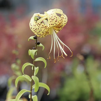 黄金オニユリ-山野草・宿根草・高山植物販売専門店岩崎園芸ネットストア