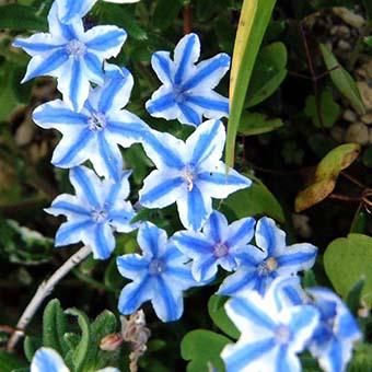 星咲きミヤマホタルカズラ2.5寸～3寸ポット苗-山野草・宿根草・高山