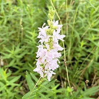 ミソハギ・クリスタルパープル - 山野草・高山植物の通信販売店｜岩崎