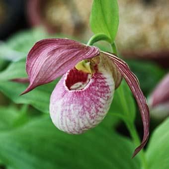 アツモリソウ交配「ルーシーピンクパンク」- ケンタッキーエンセ