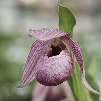 アツモリソウ交配「ルーシーピンクパンク」- ケンタッキーエンセ