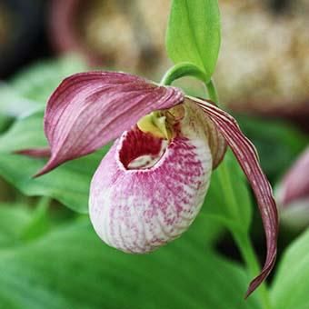 アツモリソウ交配「ルーシーピンクパンク」- ケンタッキーエンセ