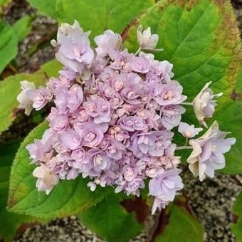さおりんさん確認用パールアカシア タマアジサイ「玉サンゴ」 - 山野草・高山植物の通信販売店｜岩崎園芸