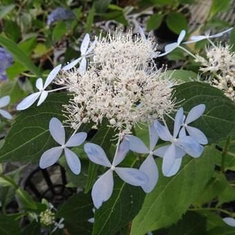 ヤマアジサイ「土佐涼風」販売 - 山野草・高山植物の通信販売店｜岩崎