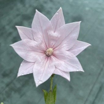 二重咲き桃色キキョウ ー 岩崎園芸ネットストア