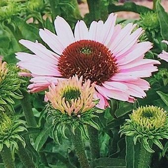 エキナセア特集 - 岩崎園芸ネットストア