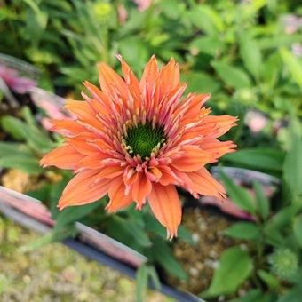 EMP サンセベリア Yard Pi Rune / SA389 EMP サンセベリア Yard Pi Rune / SA389