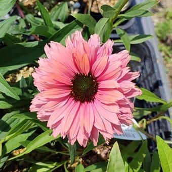 エキナセア「サンシーカーレインボー」-北海道の山野草・宿根草・高山