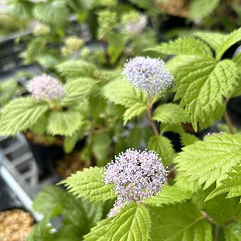 コアジサイ - 山野草・宿根草・高山植物販売専門店 岩崎園芸ネットストア