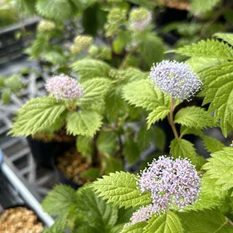 コアジサイ - 山野草・宿根草・高山植物販売専門店 岩崎園芸ネットストア