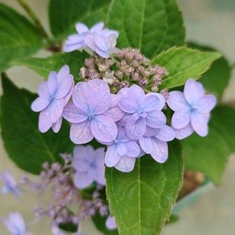 ヤマアジサイ「坊ヶ鶴の華」販売 - 山野草・高山植物の通信販売店