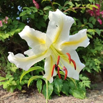 サクユリ - 山野草・宿根草・高山植物販売専門店岩崎園芸ネットストア