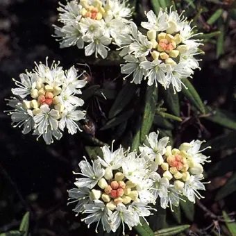 エゾイソツツジ - 北海道の山野草・宿根草・高山植物販売専門店岩崎園芸ネットストア