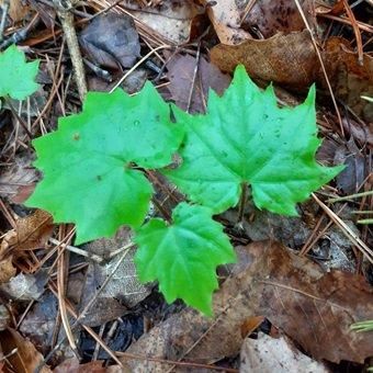 オクモミジハグマ - 山野草・高山植物の通信販売店｜岩崎園芸ネットストア