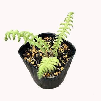 hakunamatataページ　ケラスターゼ クロノロジスト ケラスターゼ CH バン R 250ml シャンプー 黒