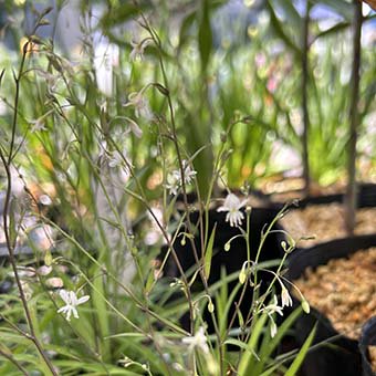 小町ユリ- 山野草・高山植物の通信販売店｜岩崎園芸ネットストア