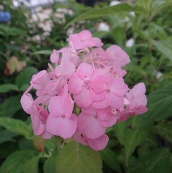 ヤマアジサイ「松中てまり2号」販売 - 山野草・高山植物の通信販売店