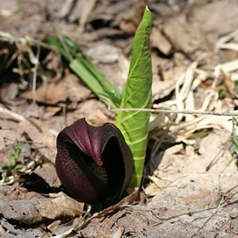 ザゼンソウ 5株以上 予約受付中▽(5株)ザゼンソウ 花芽付き大株素掘り苗5株