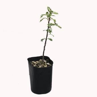 【初回限定】 山椒 - 山菜・サンショウ・宿根草・山野草・高山植物｜岩崎園芸 コミック・アニメ