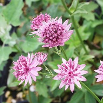 アストランチア・ローマ - 山野草・高山植物の通信販売店｜岩崎