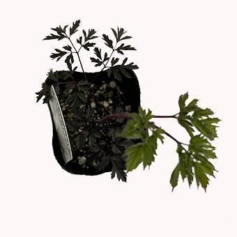 キミキフガ ブルネット3.5寸longポット苗-岩崎園芸ネットストア