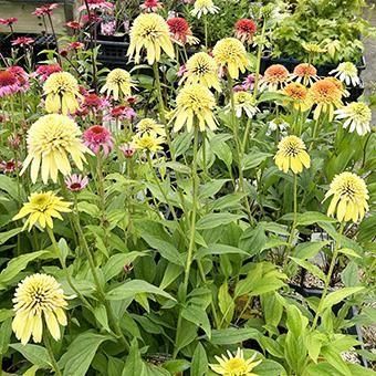 エキナセア「エキセントリックイエロー」-北海道の山野草・宿根草