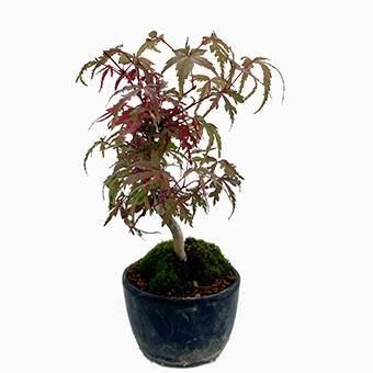 モミジ 盆栽 粘り良し モミジ 盆栽 粘り良し