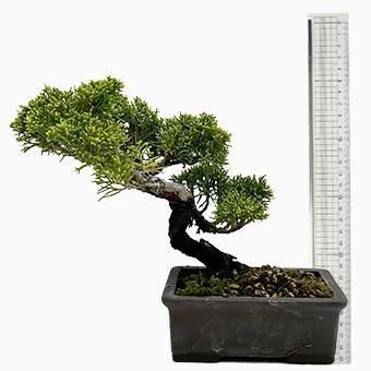 大島小品盆栽一位 盆栽 大島桜 Oshima Cherry Tree Bonsai #117 | Oh! BONSAI