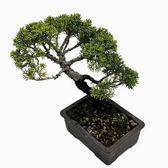 小品盆栽・糸魚川真柏｜岩崎園芸ネットストア