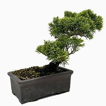 小品盆栽・糸魚川真柏｜岩崎園芸ネットストア