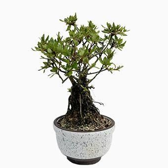 小品盆栽・深山霧島・ミヤマキリシマ｜岩崎園芸ネットストア