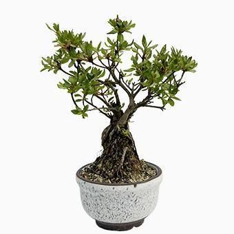 小品盆栽・深山霧島・ミヤマキリシマ｜岩崎園芸ネットストア