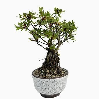小品盆栽・深山霧島・ミヤマキリシマ｜岩崎園芸ネットストア