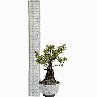 小品盆栽・深山霧島・ミヤマキリシマ｜岩崎園芸ネットストア